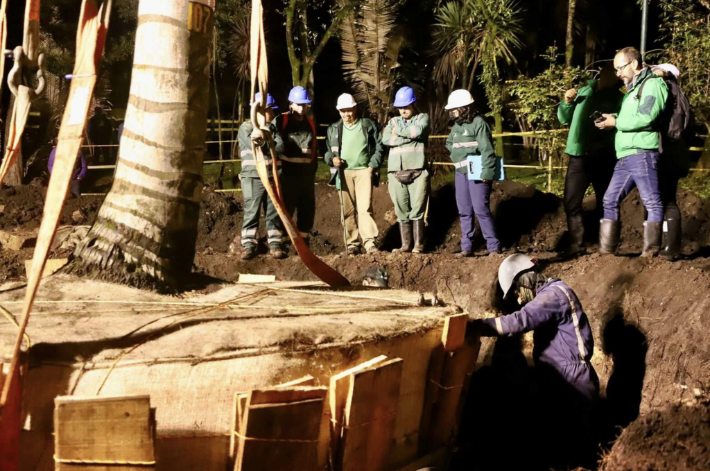 La palma de cera del parque La Independencia fue trasladada y reubicada